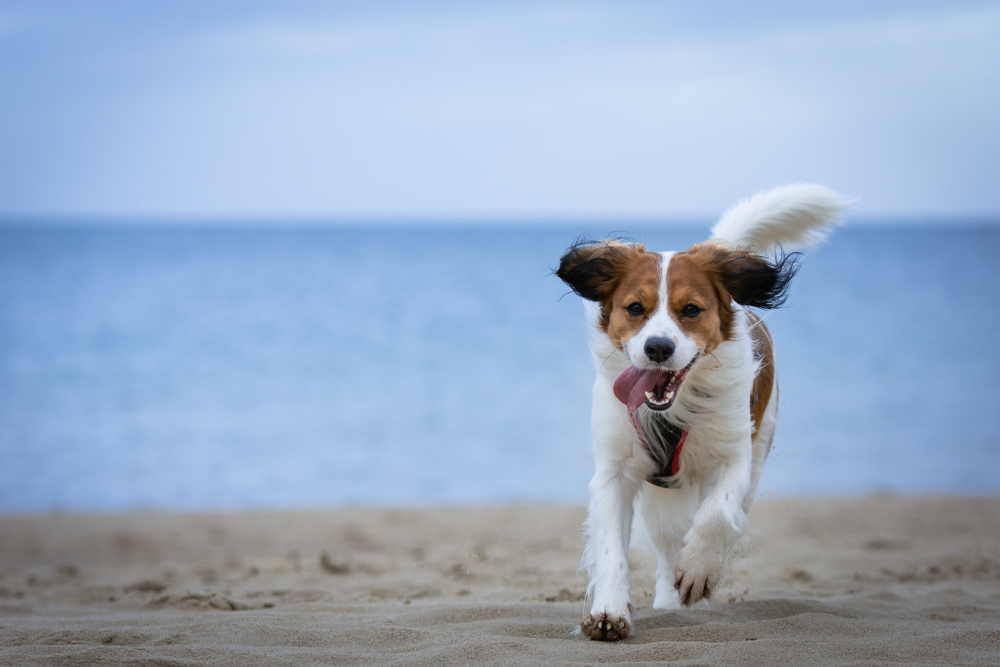 Hund tobt am Strand