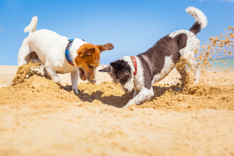 Die 10 besten Hundestrände in Holland - Das Paradies für eure Vierbeiner