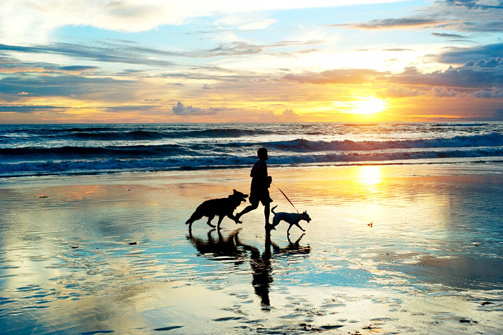 Joggen mit Hunden am Strand
