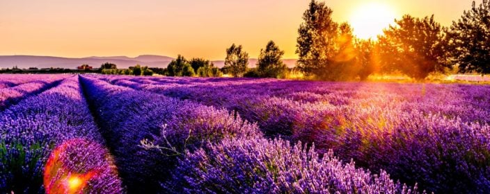 Lavendelfelder in der Provence, Frankreich