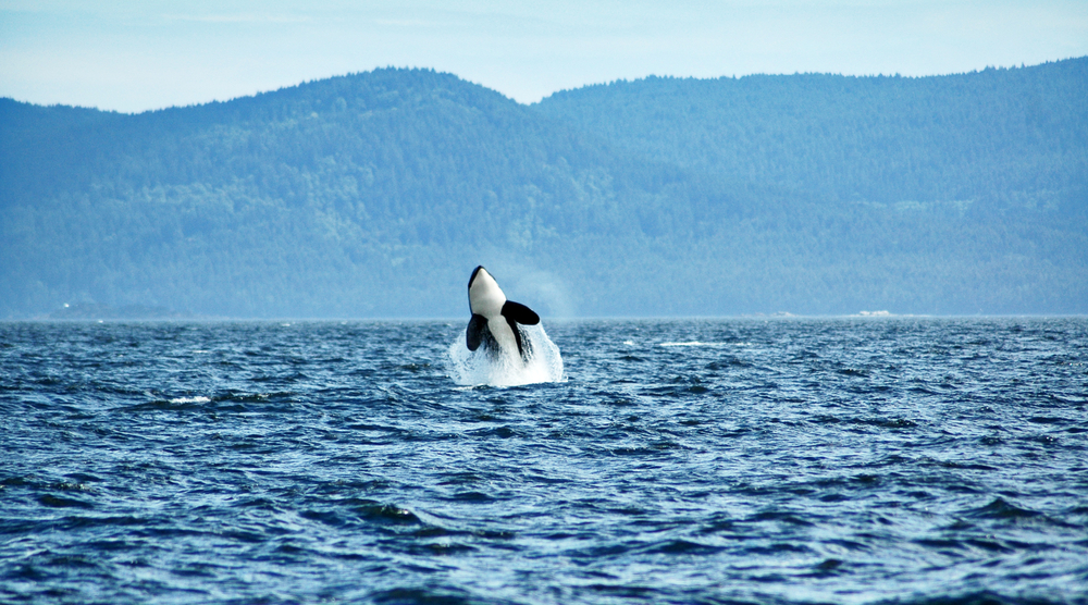 orca vor vancouver island