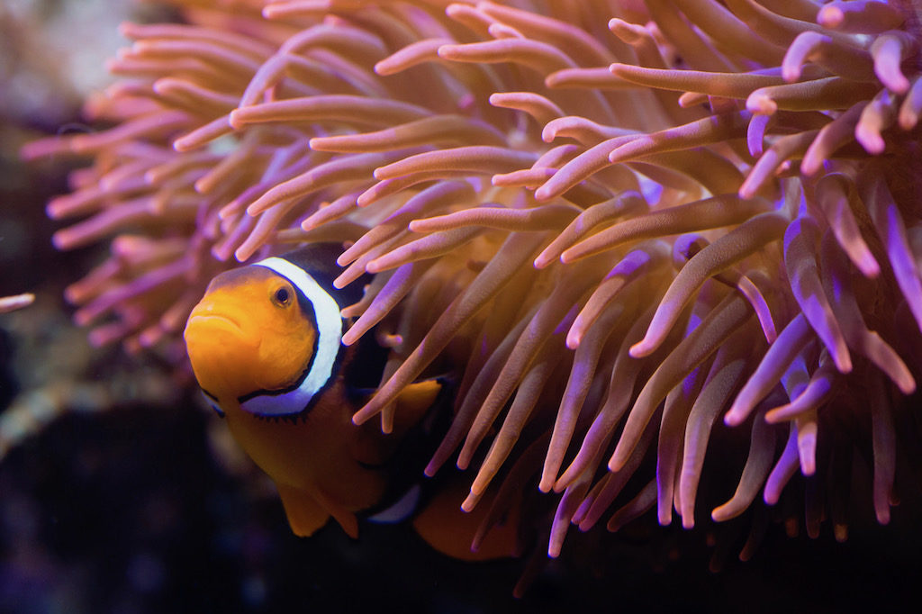 sea life clownfish
