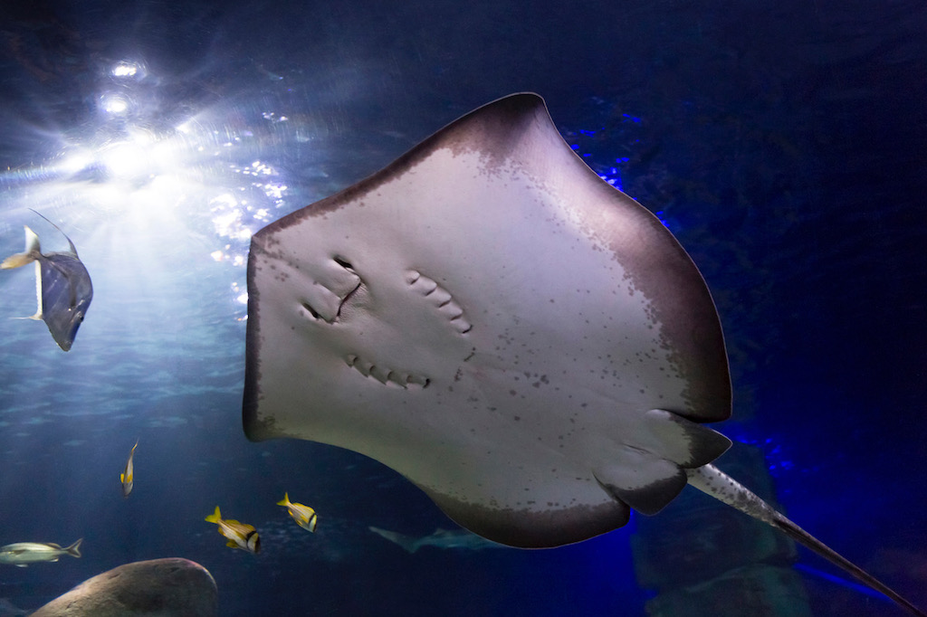 Sea Life - Preise, Tickets, Infos & Öffnungszeiten - 2025