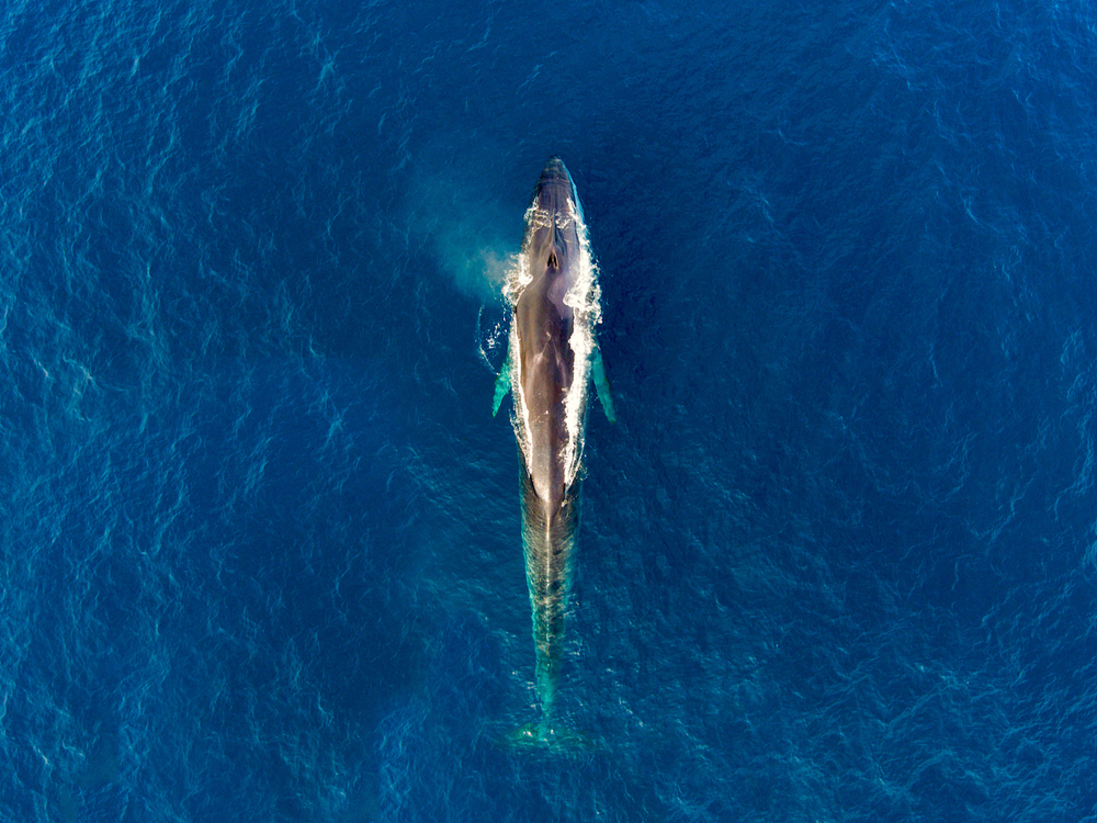Südkaper Wal nahe Hermanus in Südafrika