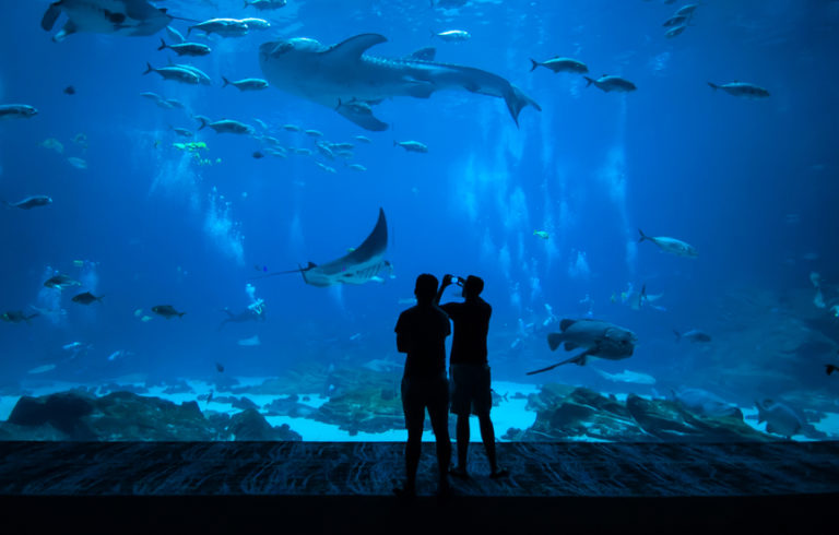 Aquarium aquarium - Unsere Auswahl unter der Vielzahl an analysierten Aquarium aquarium!