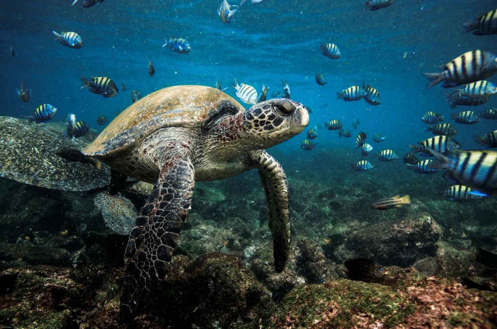 Meereswelt auf den Galapagos Inseln