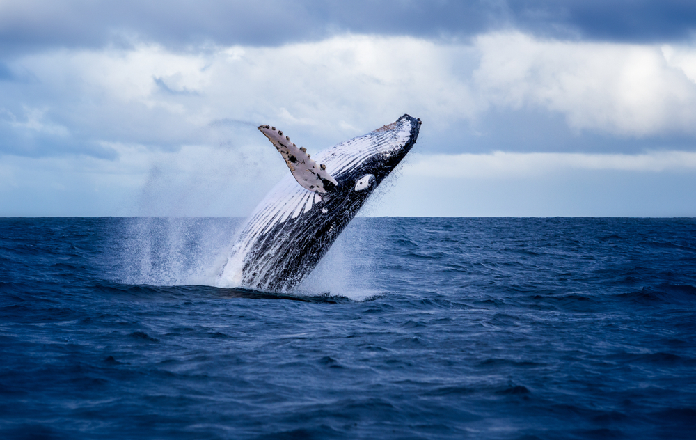 Wal, das imposante Säugetier der Weltmeere