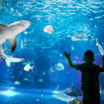 Aquarien in Deutschland: Eintritt, Öffnungszeiten, Lage