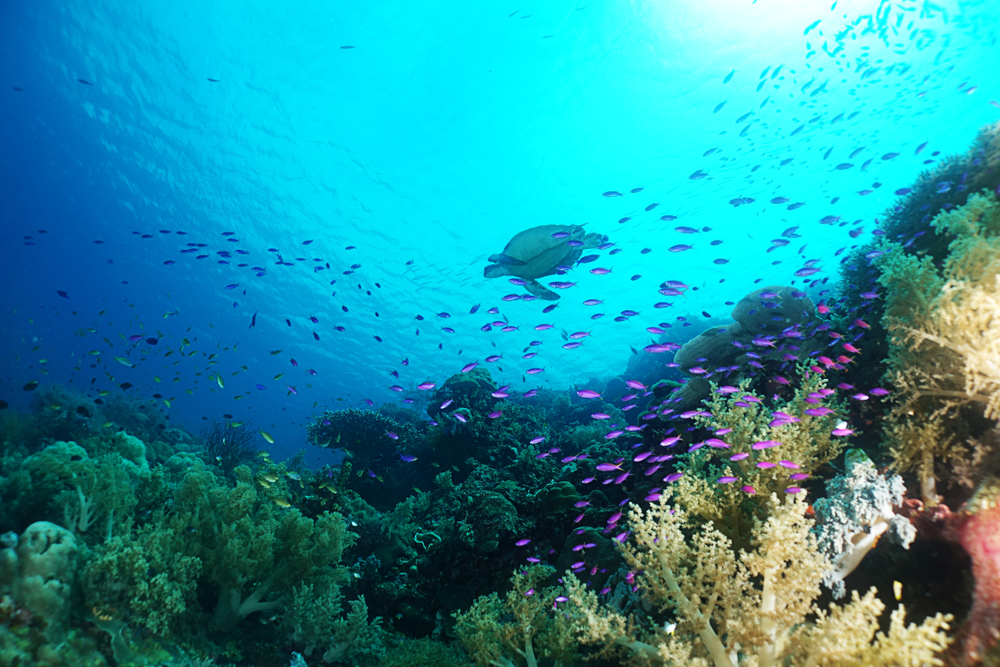 Unterwasserwelt auf der Insel Cebu, Philippinen