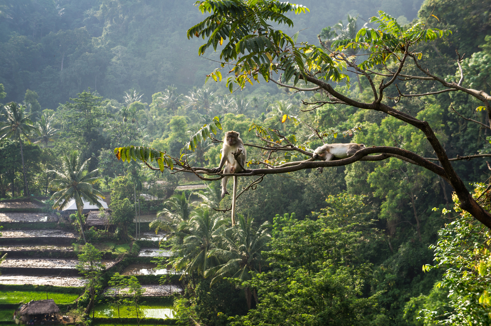 Monkey Forest auf Lombok