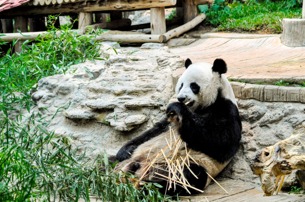 Panda im Chiang Mai Zoo