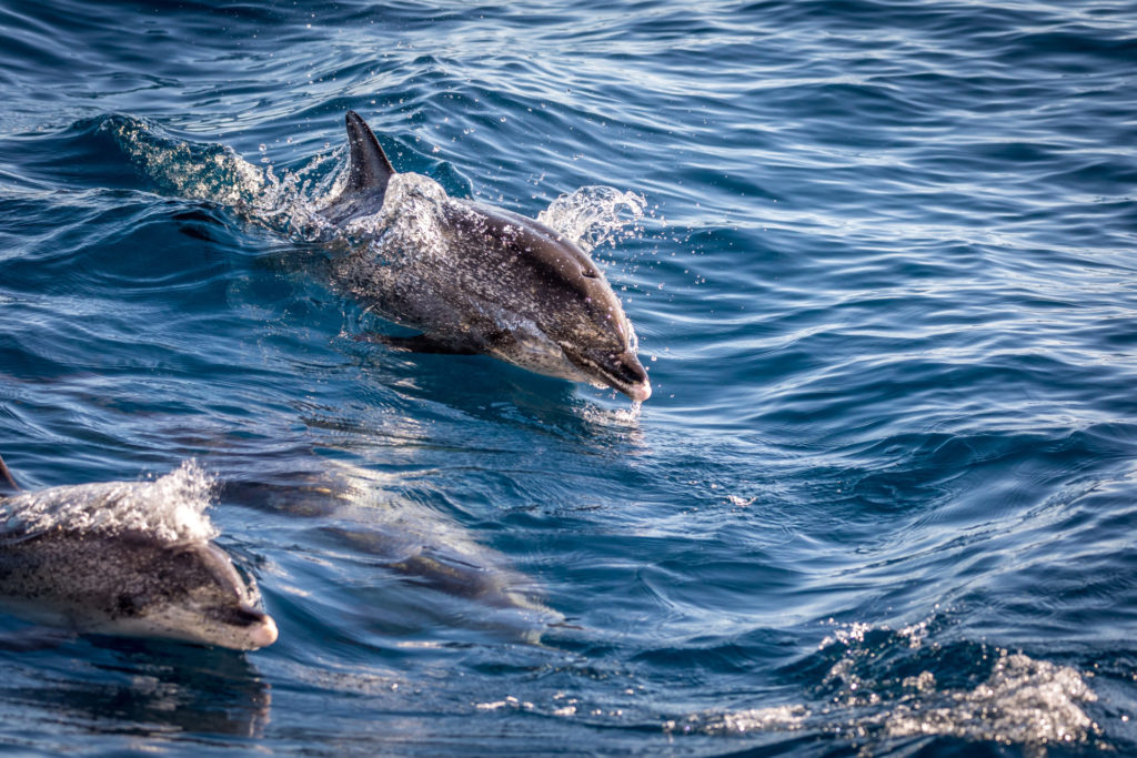 Delfine in den Gewässern vor Gran Canaria