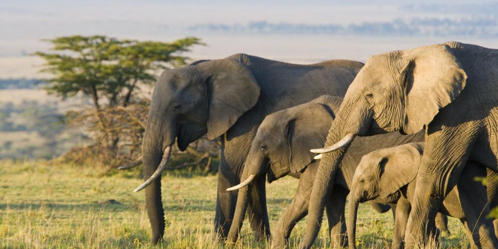 Elefanten Hotel In Sambia Hier Wandern Die Dickhauter Durch Die Lobby