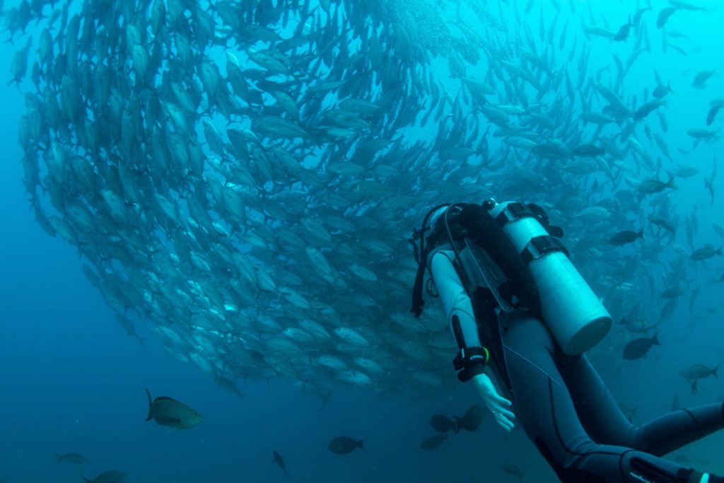 Inmersión en Gran Canaria – Los 6 mejores lugares para bucear en las Islas Canarias