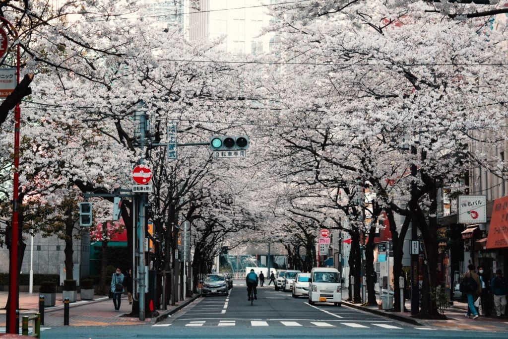 Die Japanische Kirschblüte in Kyoto