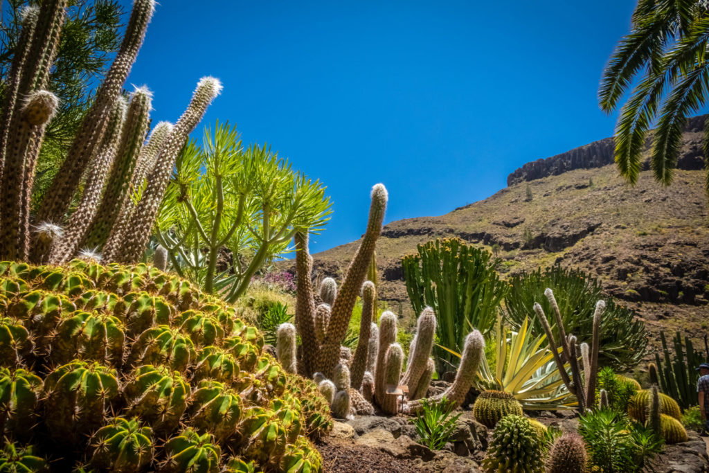 Natur, Gran Canaria