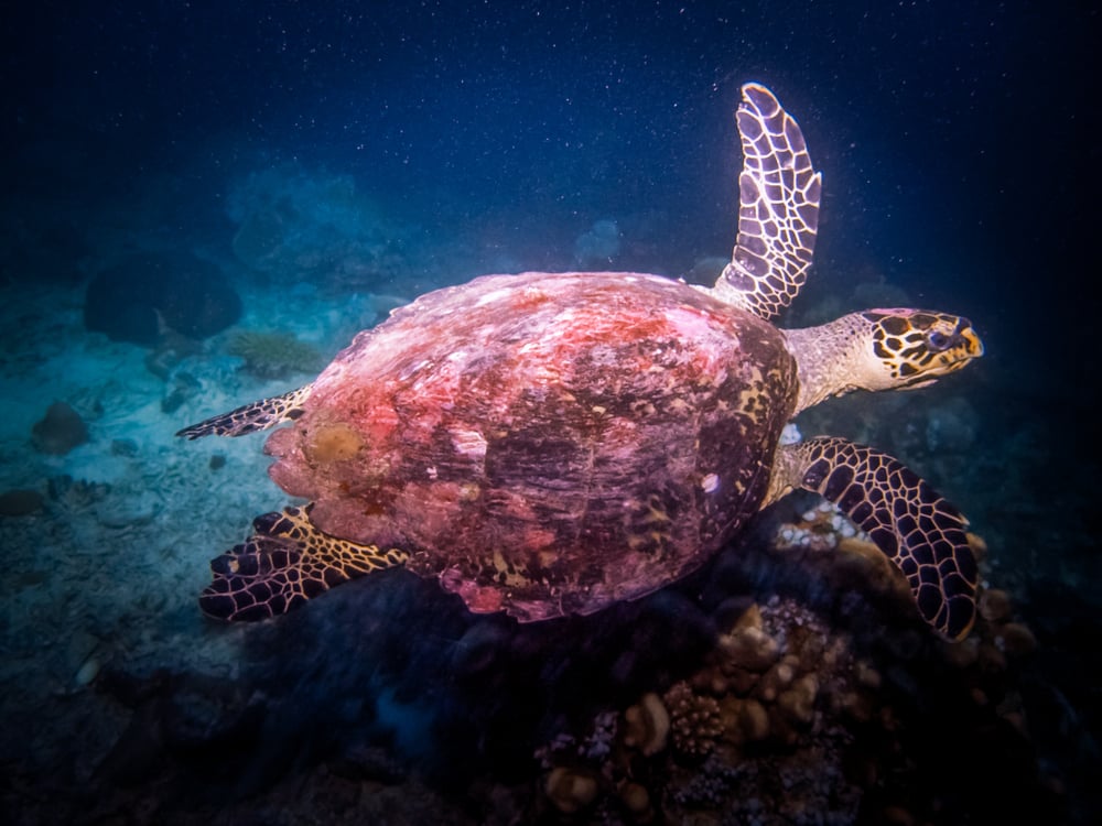 Meeresschildkröte unter Wasser, Teneriffa