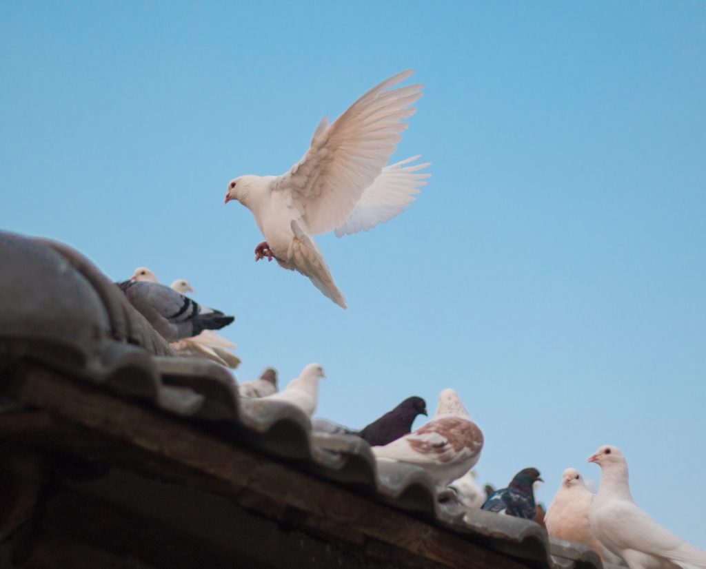 Tauben an Pfingsten als Symbol des Heiligen Geistes
