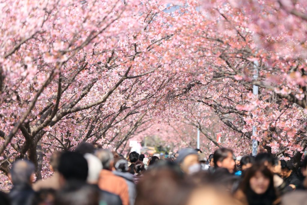Menschen unter den blühenden Kirschbäumen