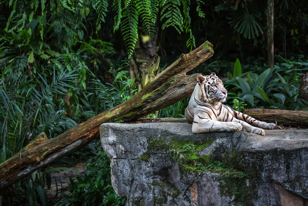 Weißer Tiger, Zoo