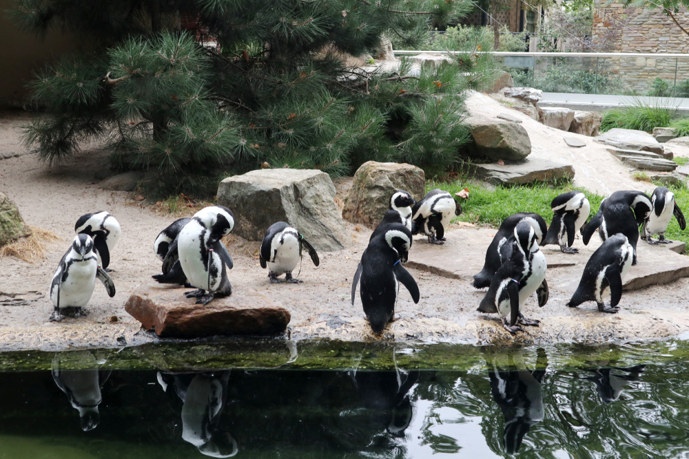 Pinguine im Antwerpen Zoo