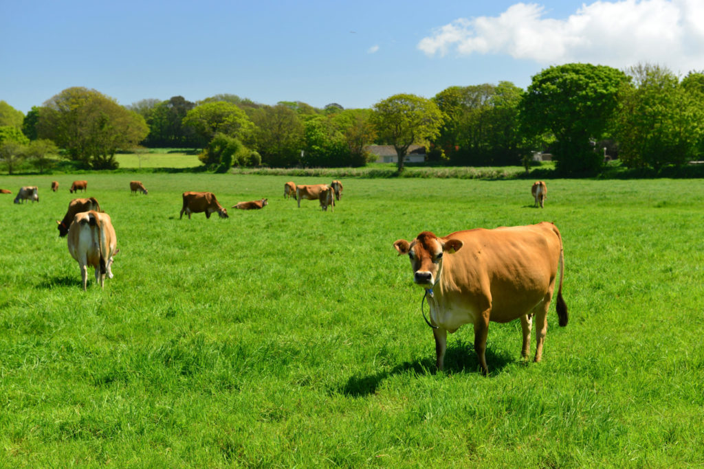 Jersey-Rinder auf einer grünen Wiese