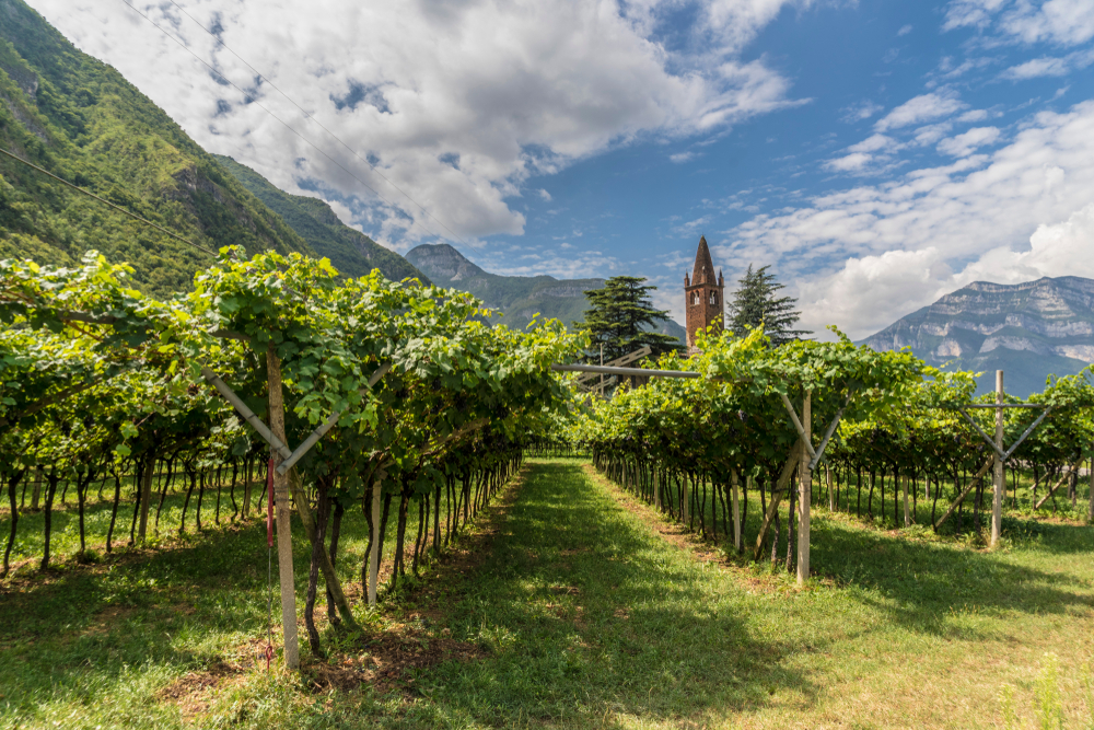 Weinbau, Trentino, Italien