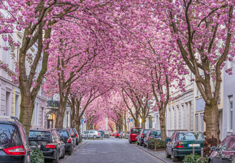 Bonn Kirschblüte