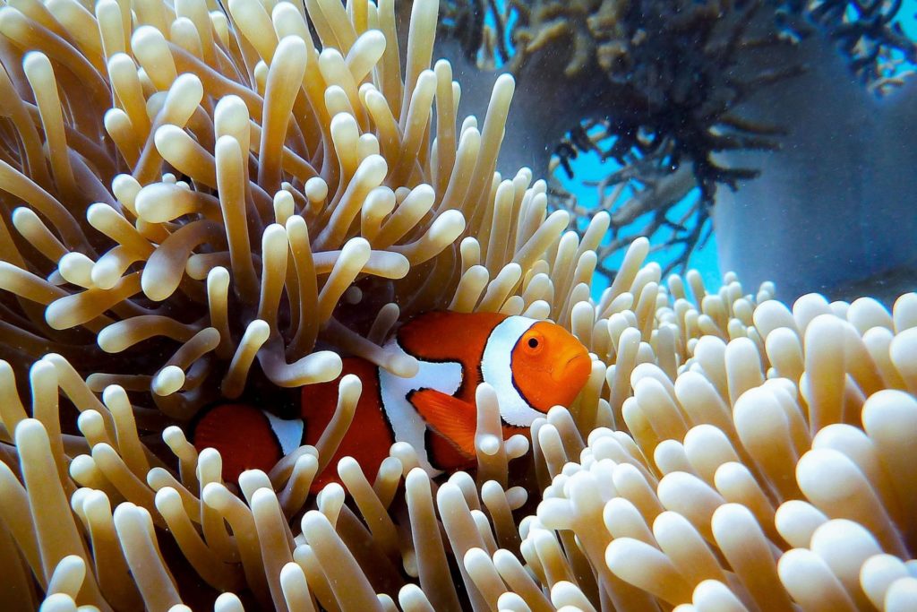 Clownfisch im Great Barrier Reef