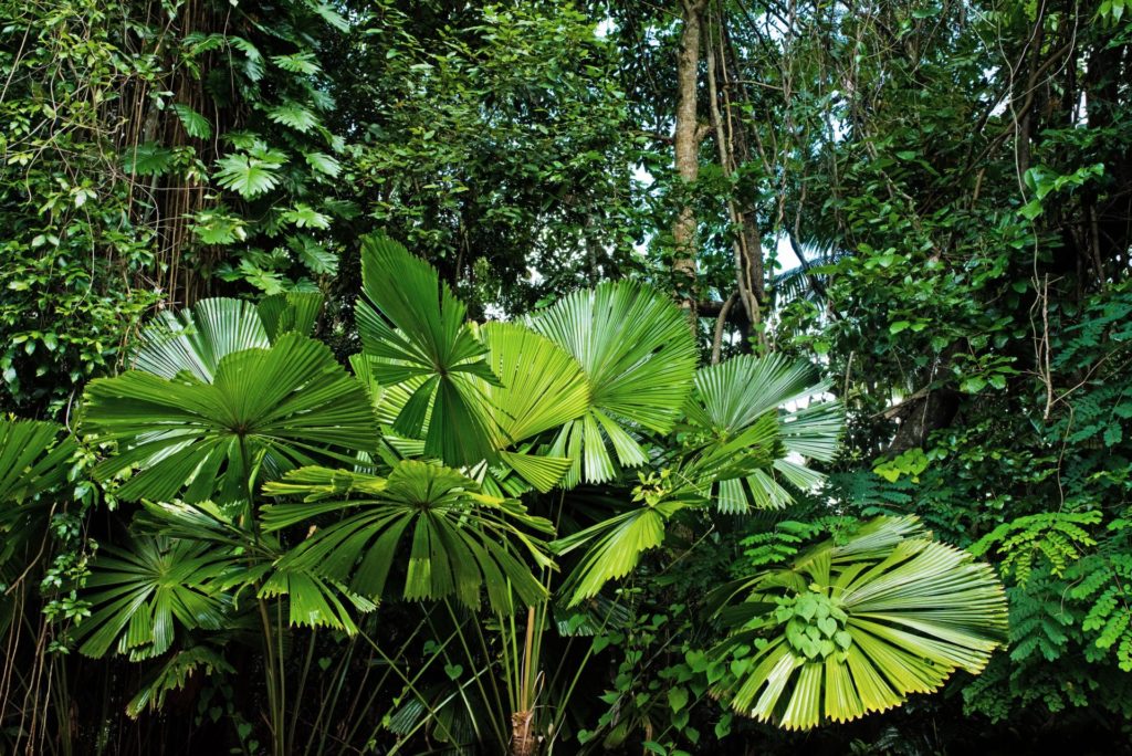 Daintree Regenwald in Cairns