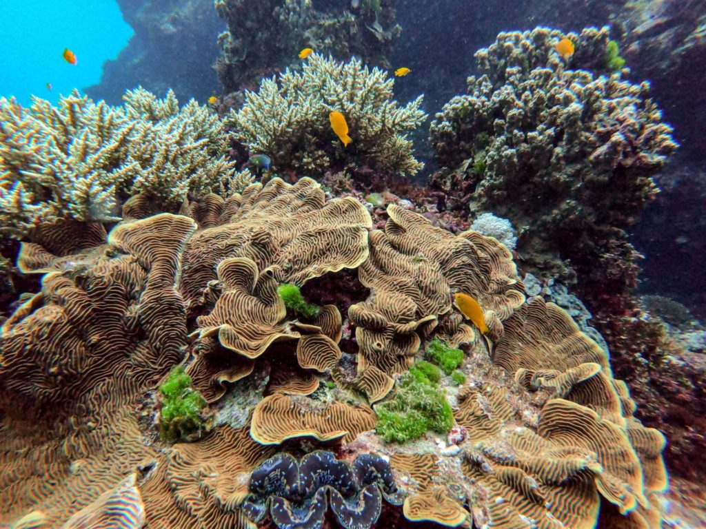 Consejos sobre la Gran Barrera de Coral &#8211; Toda la información incluyendo imágenes