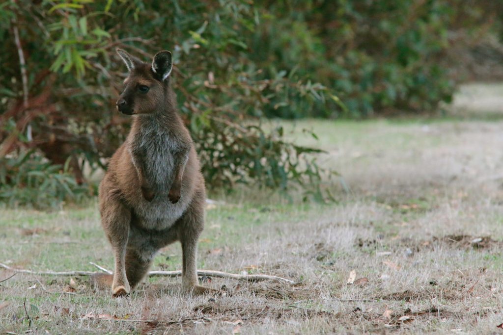 Känguru auf Kangaroo Islands, Australien