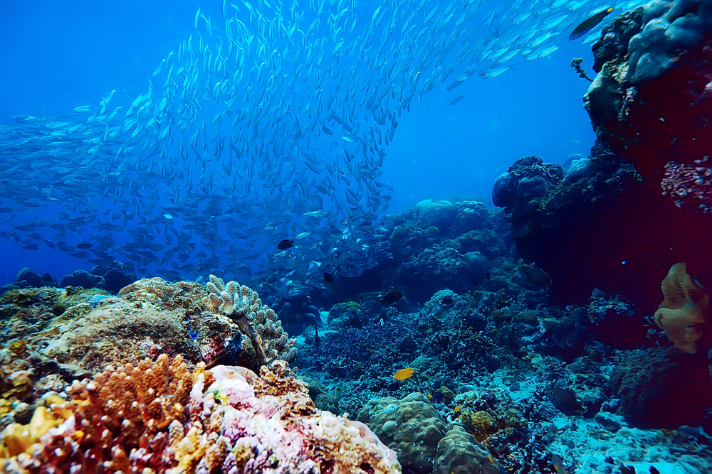 Malediven, Fischschwarm, Meer