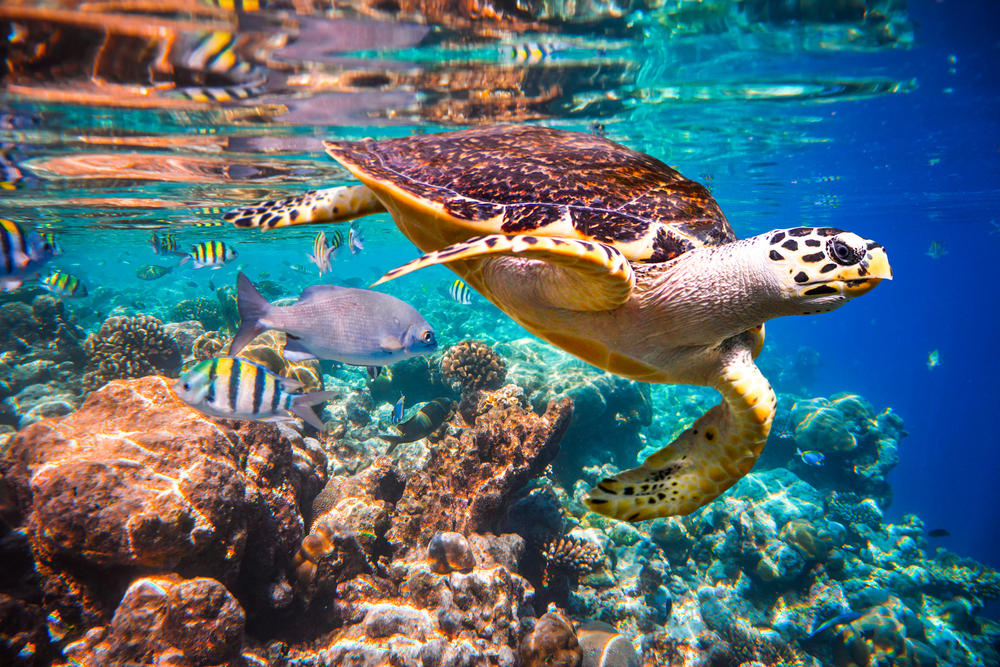 Malediven, Unterwasserwelt, Schildkröte