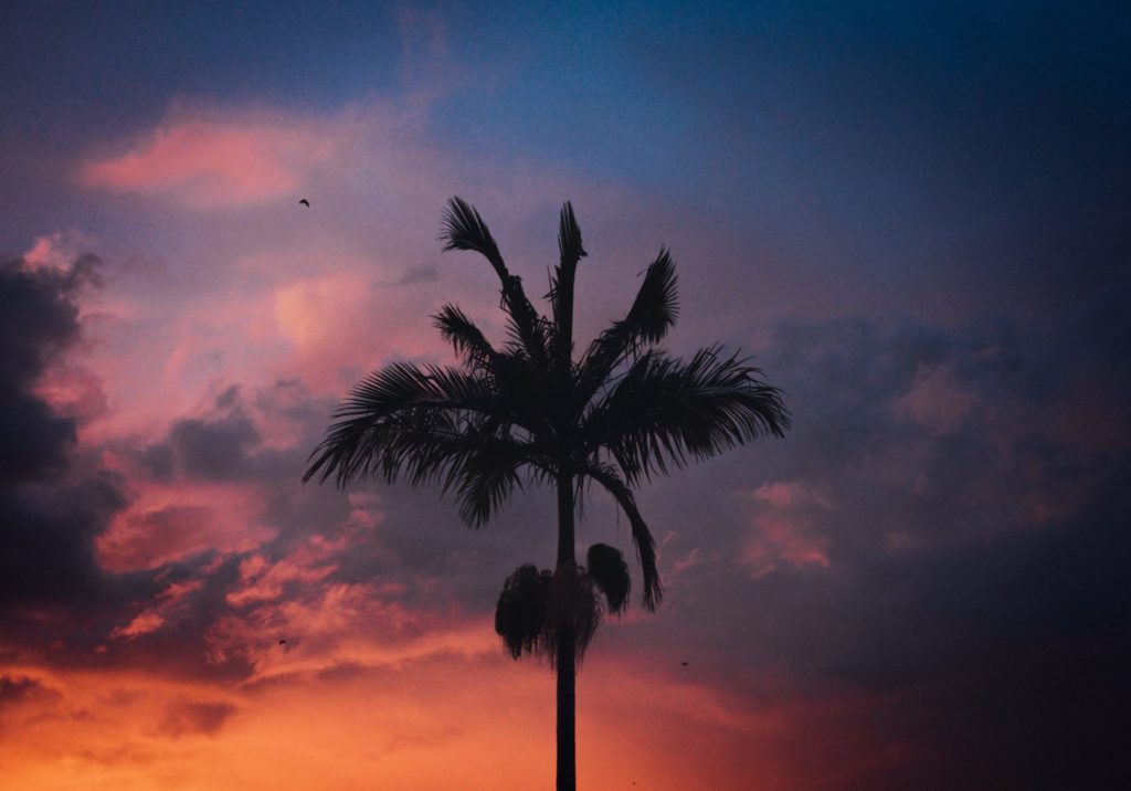 Palme bei Sonnenuntergang, Cairns