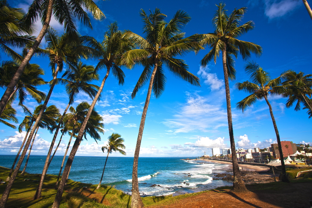 Palmen am Strand von Salvador da Bahia