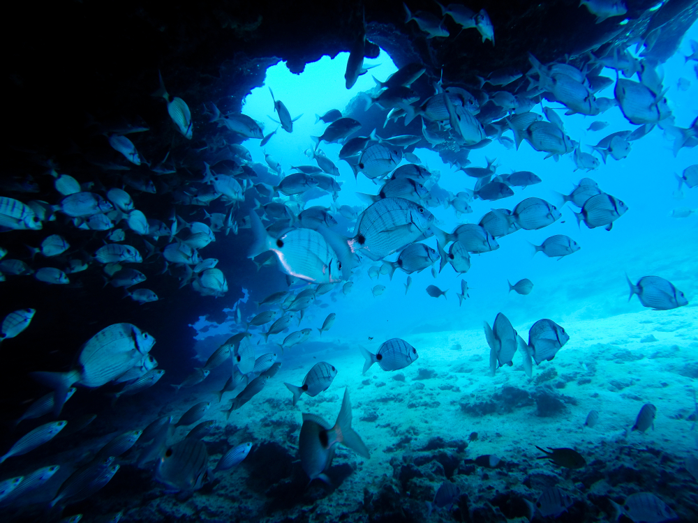 Fische vor Fuerteventuras Küste