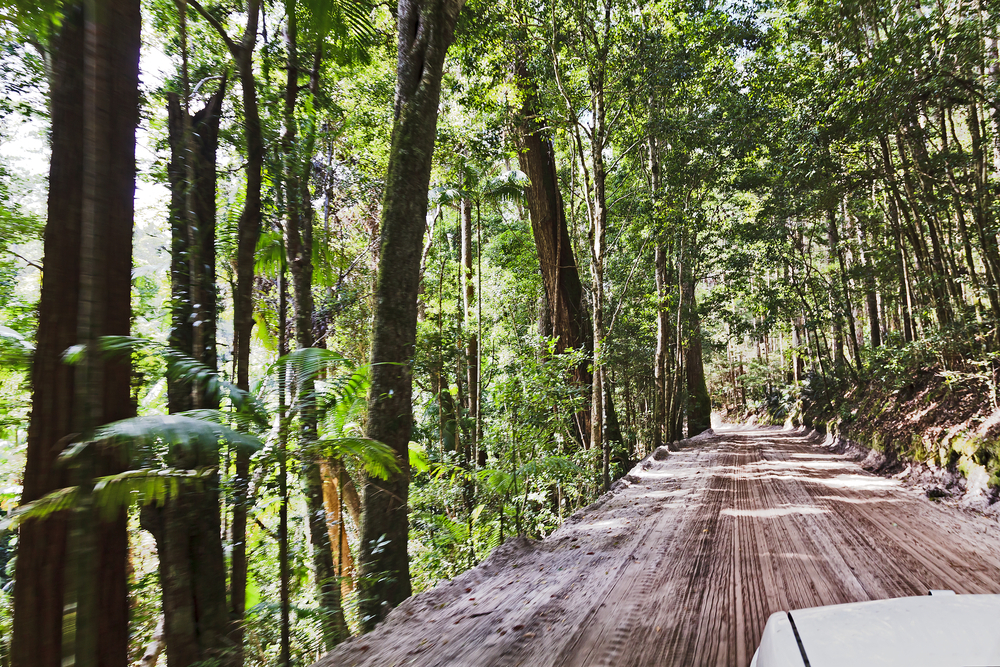 Regenwald auf Fraser Island