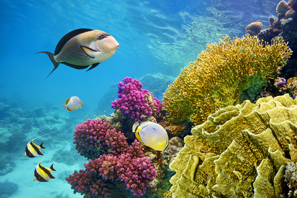 Nahaufnahme eines Riffs in Hurghada mit diveresn Fischen und bunten Korallen