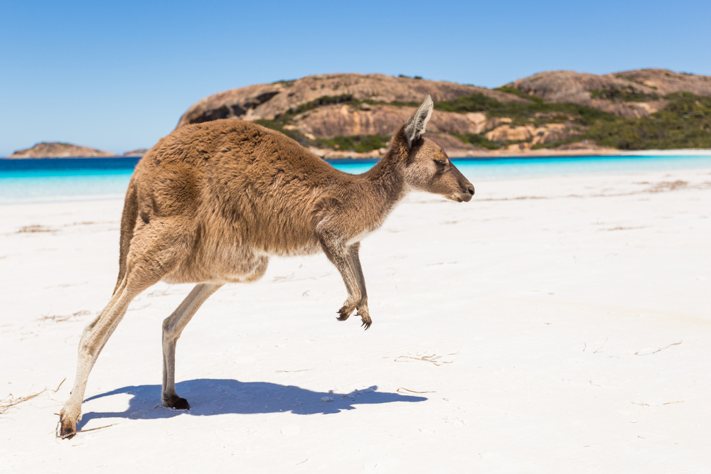 Känguru auf Kangaroo Island, Australien