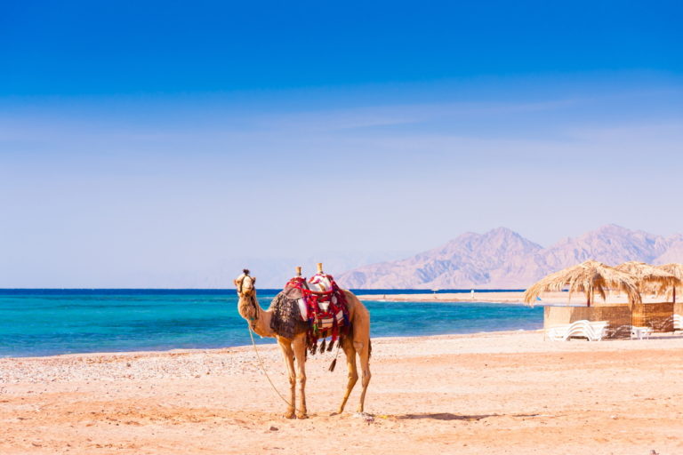 Kamel am Strand von Hurghada
