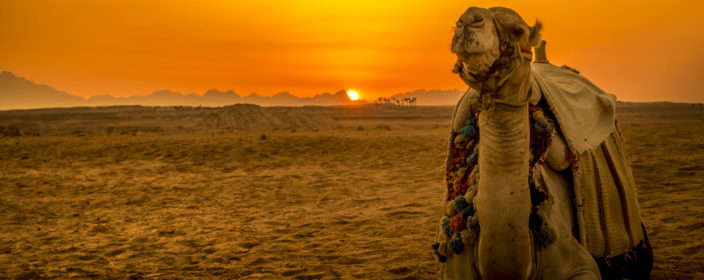 Kamel bei Sonnenuntergang am Strand von Hurghada