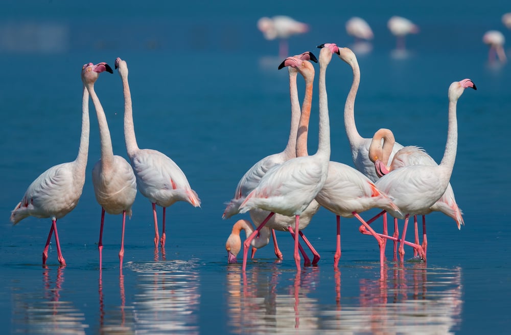 Kos, Flamingos