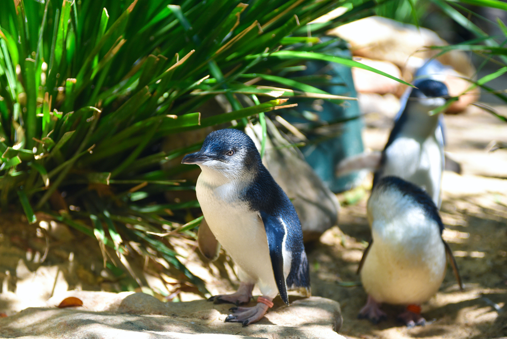 Pinguine auf Philipp Island
