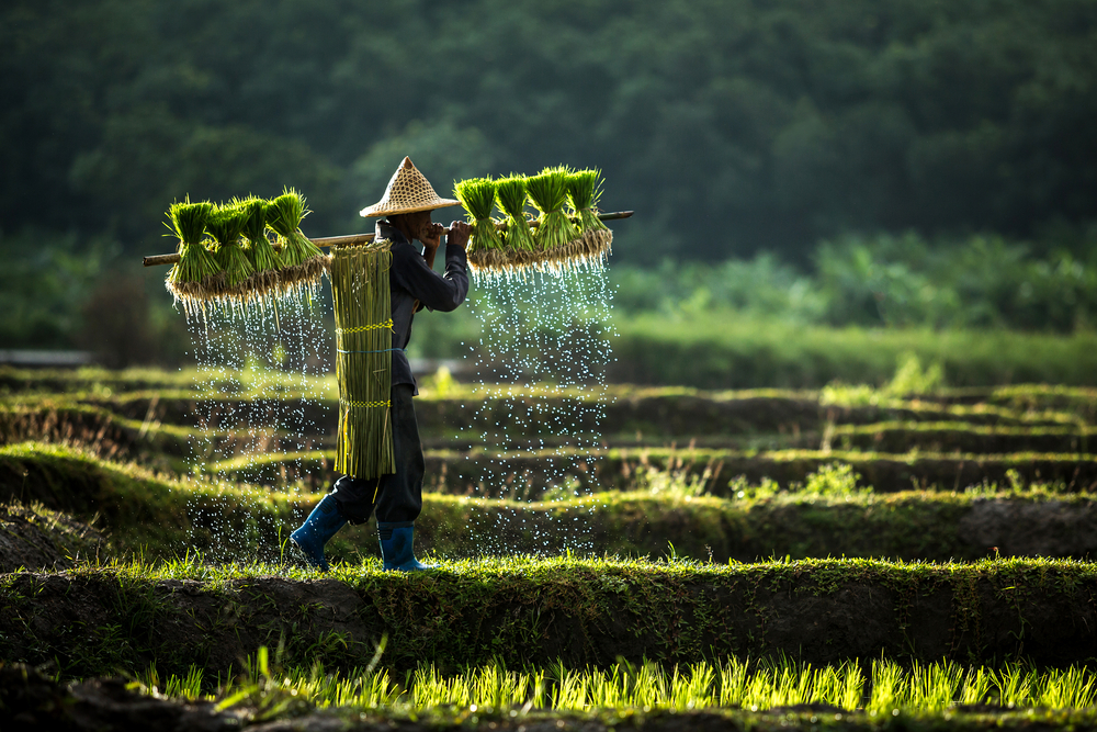 Bauern pflanzen Reis in der Regenzeit an