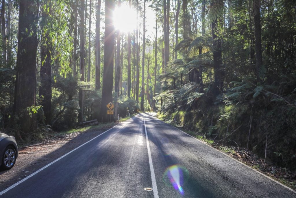 Straße durch den Wald in Australien