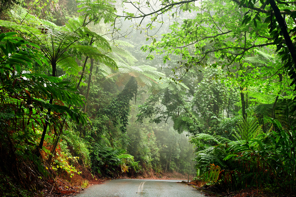 Straße im Daintree Nationalpark, Australien