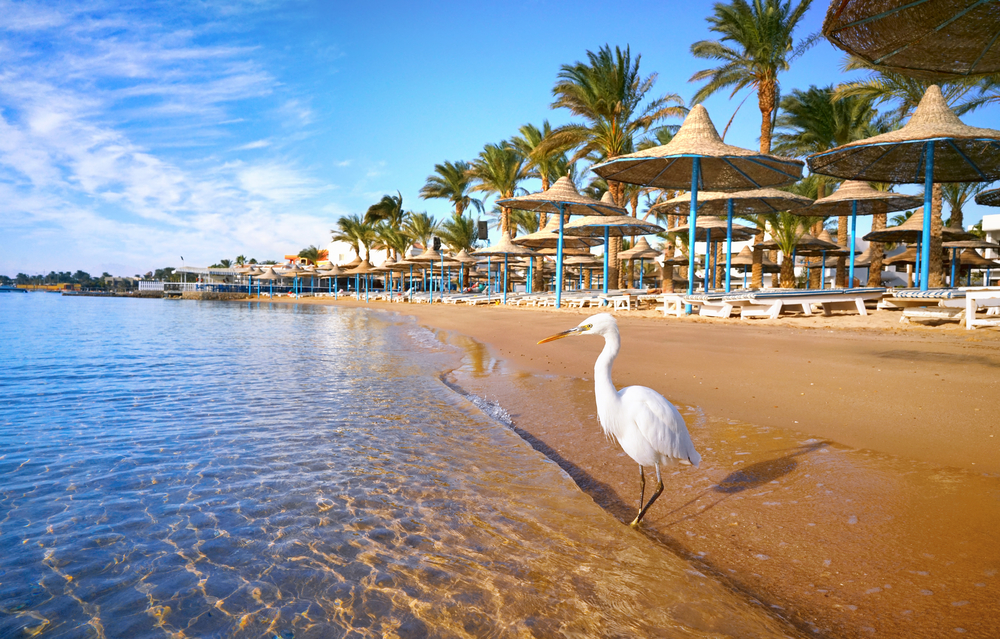 Vogel am Strand von Hurghada