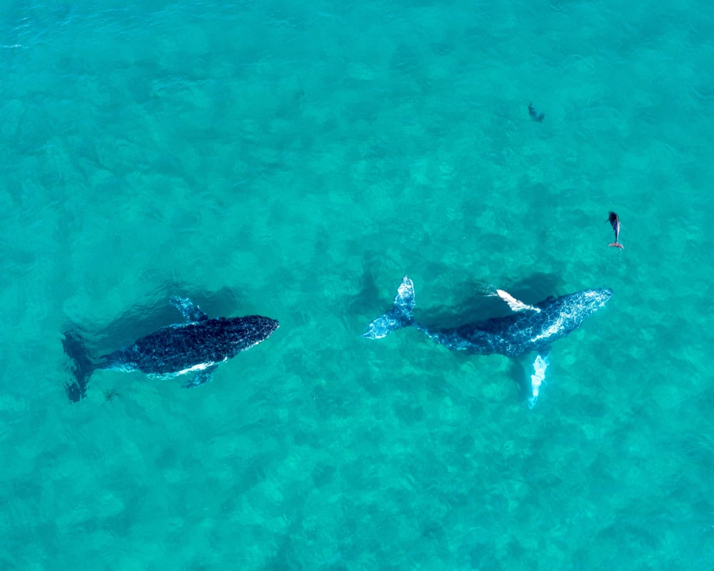 Wale vor Australiens Küste