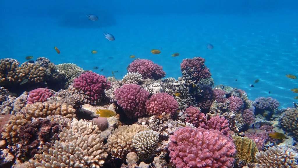 Unterwasserwelt vor Hurghada